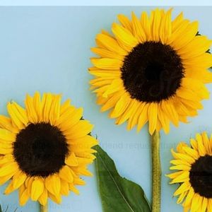 Meet your Posher, Lex